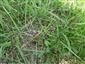 Prunella vulgaris s Achillea aspleniifolia